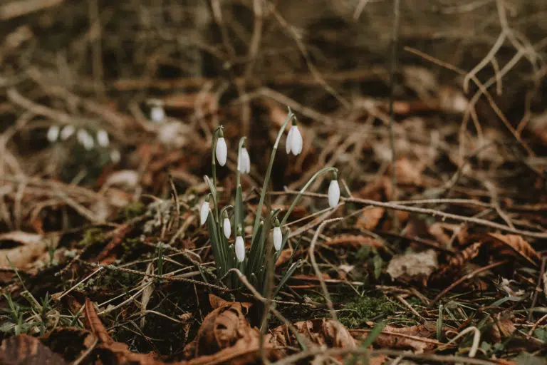 After Wedding Shoot Harz